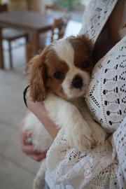 Cavalier King Charles Spaniel con pedigree