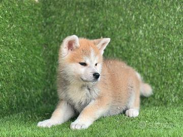 Akita inu con pedigree Enci
