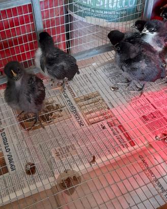 Pulcini galline australorp