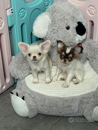 Chihuahua femmine