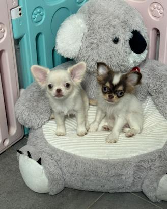 Chihuahua femmine