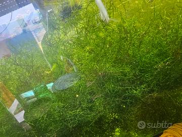 MUSCHIO DI JAVA MOSS