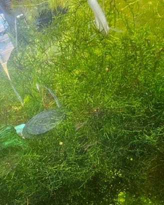 MUSCHIO DI JAVA MOSS