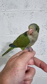 Pullo di parrocchetto Monaco svezzato