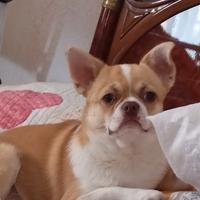 Chihuahua per monta