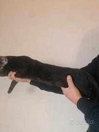 Gatto del bengala