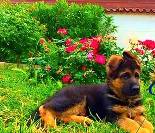 Cuccioli pastore tedesco