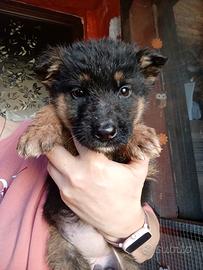 Cuccioli di pastore tedesco
