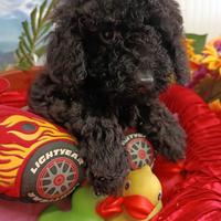 Black e Fumetta Taglia Piccola Barboncini Neri