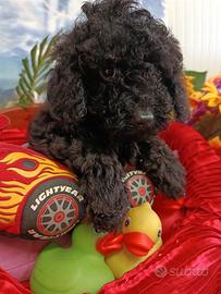 Black e Fumetta Taglia Piccola Barboncini Neri