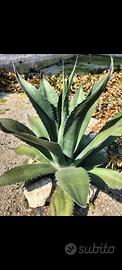Pianta Agave americana 