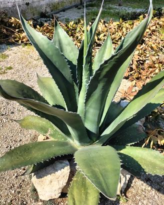 Pianta Agave americana 