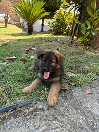 Vendita cuccioli pastore tedesco