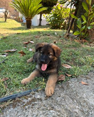 Vendita cuccioli pastore tedesco
