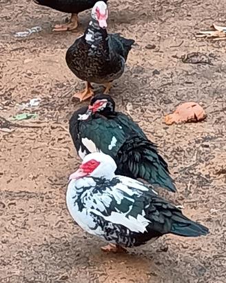 Anatre mute piccole e adulte