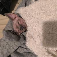 Gatto Sphynx Donskoy Donsphynx