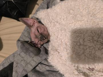 Gatto Sphynx Donskoy Donsphynx