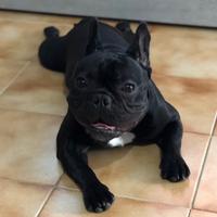 Bulldog francese