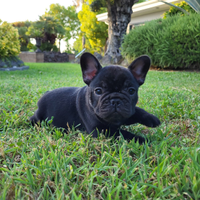 Cuccioli di bouledogue francese con pedigree enci