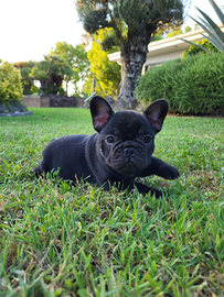 Cuccioli di bouledogue francese con pedigree enci