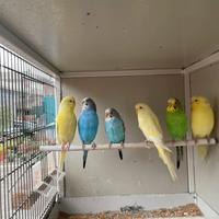 Cocorite ondulati pappagallini