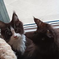 Cuccioli di MaineCoon