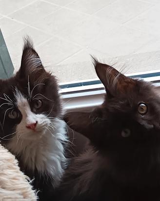 Cuccioli di MaineCoon