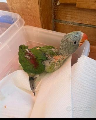 Pappagalli grandi Alessandrini