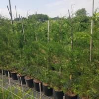 piante di leylandii pinetto