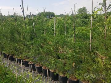 piante di leylandii pinetto