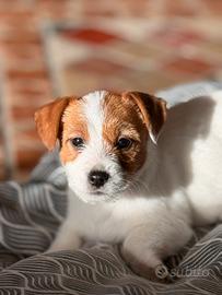 Cuccioli Jack Russell pedigree Enci