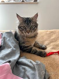 Gatto siberiano da accoppiare