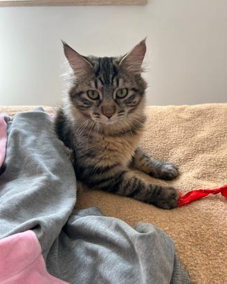 Gatto siberiano da accoppiare