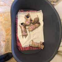 Splendidi cuccioli di chihuahua