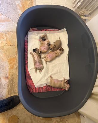 Splendidi cuccioli di chihuahua