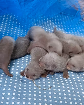 Furetti