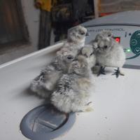 Pulcini moroseta nero/ grigio perla