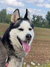 Husky per monta