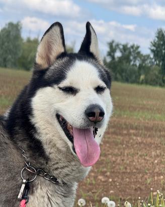 Husky per monta
