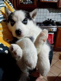 Cucciola husky