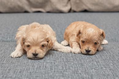 Maltipoo genitori toy visibili