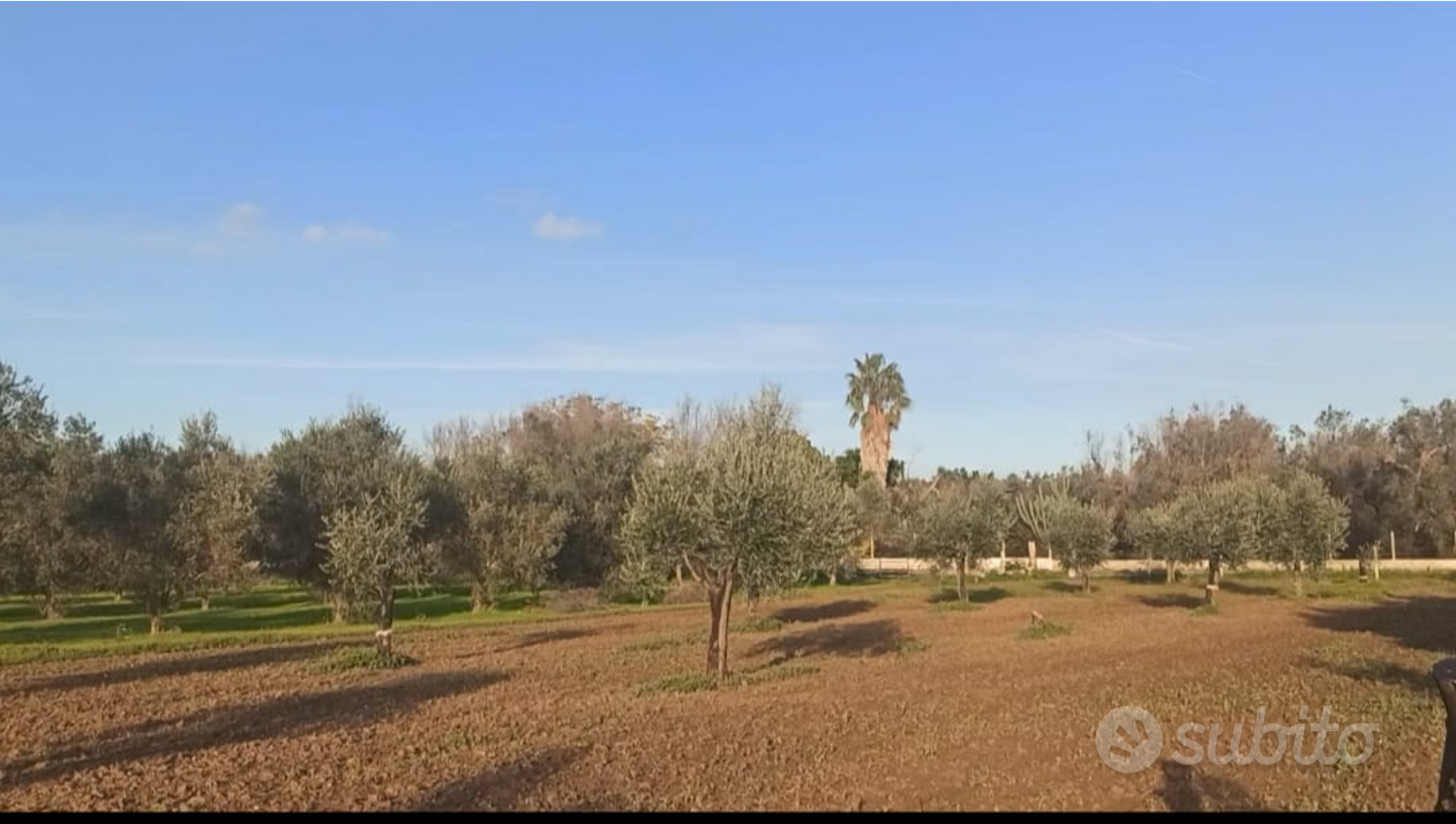 Terreno fruttifero con pozzo sorgivo - Vista 5