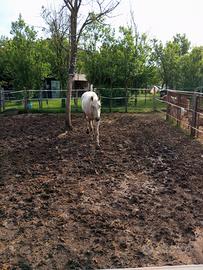 pensione per cavalli a fine cariera