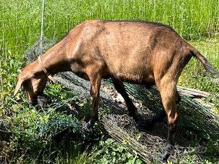Becchi camosciati di un anno