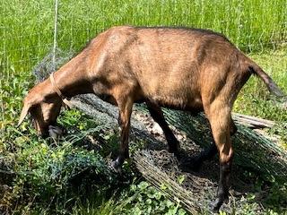 Becchi camosciati di un anno