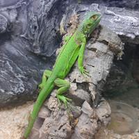 Iguana comune verde