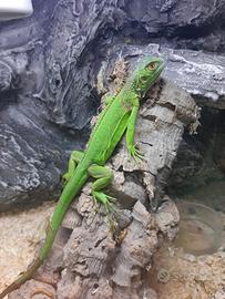 Iguana comune verde