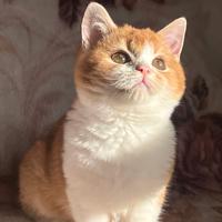 Gattini scottish straight pedigree Tica