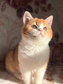 Gattini scottish straight pedigree Tica