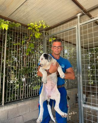 Pastore dell'Asia centrale